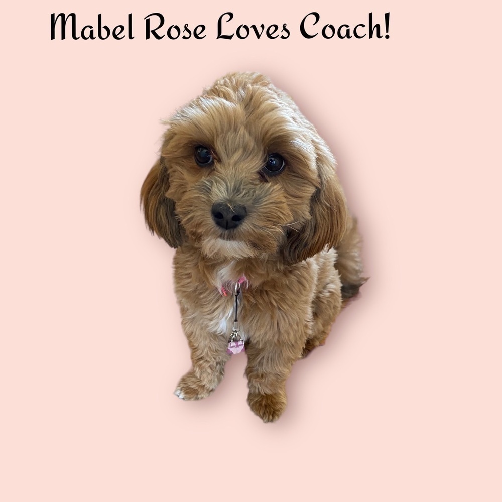 Mabel Rose My Business Partner is Showing off Her Latest Coach Purse Charm!💓💓